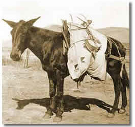 A pack mule with a loaded pack saddle.