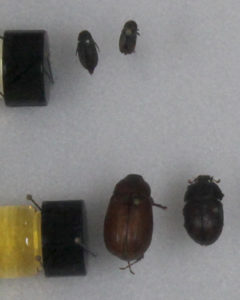 Four beetle looking bugs pinned on a white surface and two small tubes with lids on them pinned next to the bugs. One tube has a yellow liquid in it.