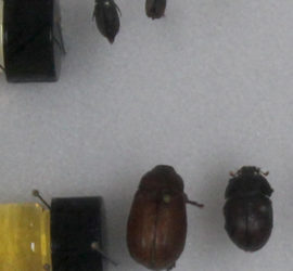 Four beetle looking bugs pinned on a white surface and two small tubes with lids on them pinned next to the bugs. One tube has a yellow liquid in it.