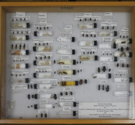 Various bug samples pinned to a white background in a glass box with a brown wooden frame. Some of the bug samples are in tubes.