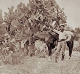 man and horse in front of oversized cactus